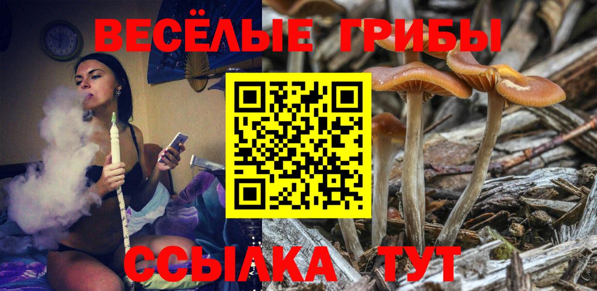 Галлюциногенные грибы Psilocybine cubensis Заводоуковск